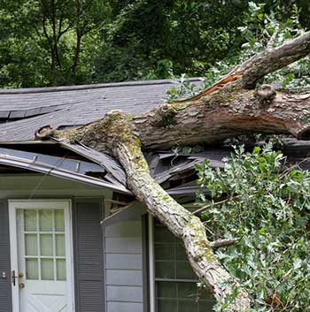 emergency services tree damage Emergency Restoration Services