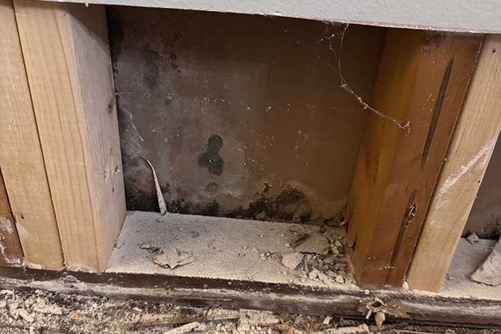 wall mold insurance professionals wall mold insurance professionals